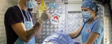 Волонтерам проекта «Четыре лапы» за 4 дня в Килии удалось стерилизовать 62 животных